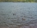 Ducks @ Canyon Lake