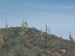 Hill of Saguaros