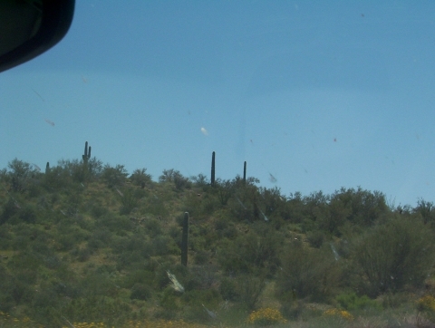 Saugaro's in Central Arizona 000_0117.jpg 