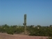 Saguaro @ Canal Park