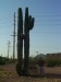 Mark by huge cactus