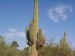 'Saguaro with tumor'