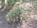 'Minature cactus forest'