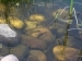 Tadpoles in pond