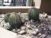 Cacti @ Sonoran Desert Musuem